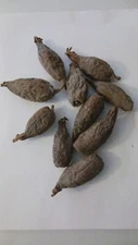 10 Pods Alligator Pepper Ataare Grain of Paradise 