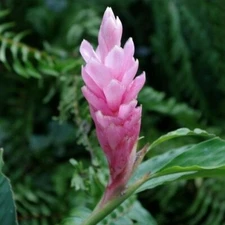 🌺🌺 Arabic Ginger Alpinia purpurata flower-plant root rhizome fast grow GR3-4OZ