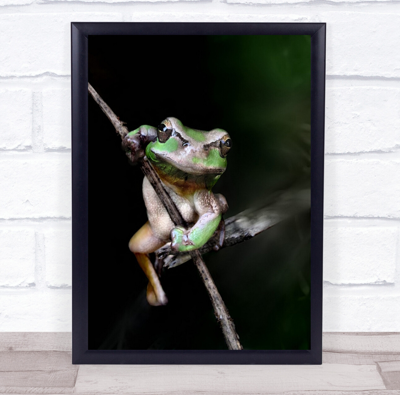 Frog Stick Macro Animal Animals Calonge Girona España Climb Wall Art Print