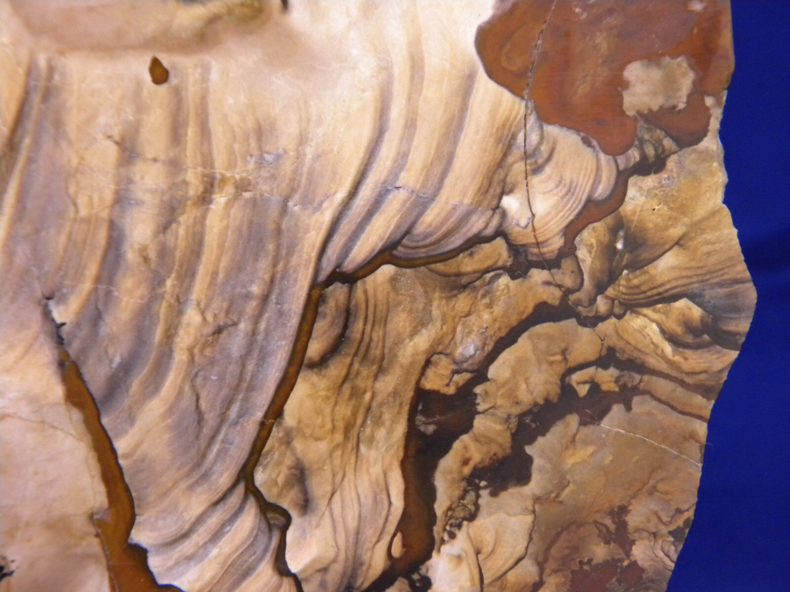 {OOAK} BIGGS CHINA HOLLOW JASPER POLISHED OREGON eBay