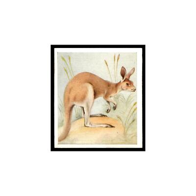 Red Kangaroo 1936 Godfrey Phillips Animal Studies #25 Tobacco Card VG