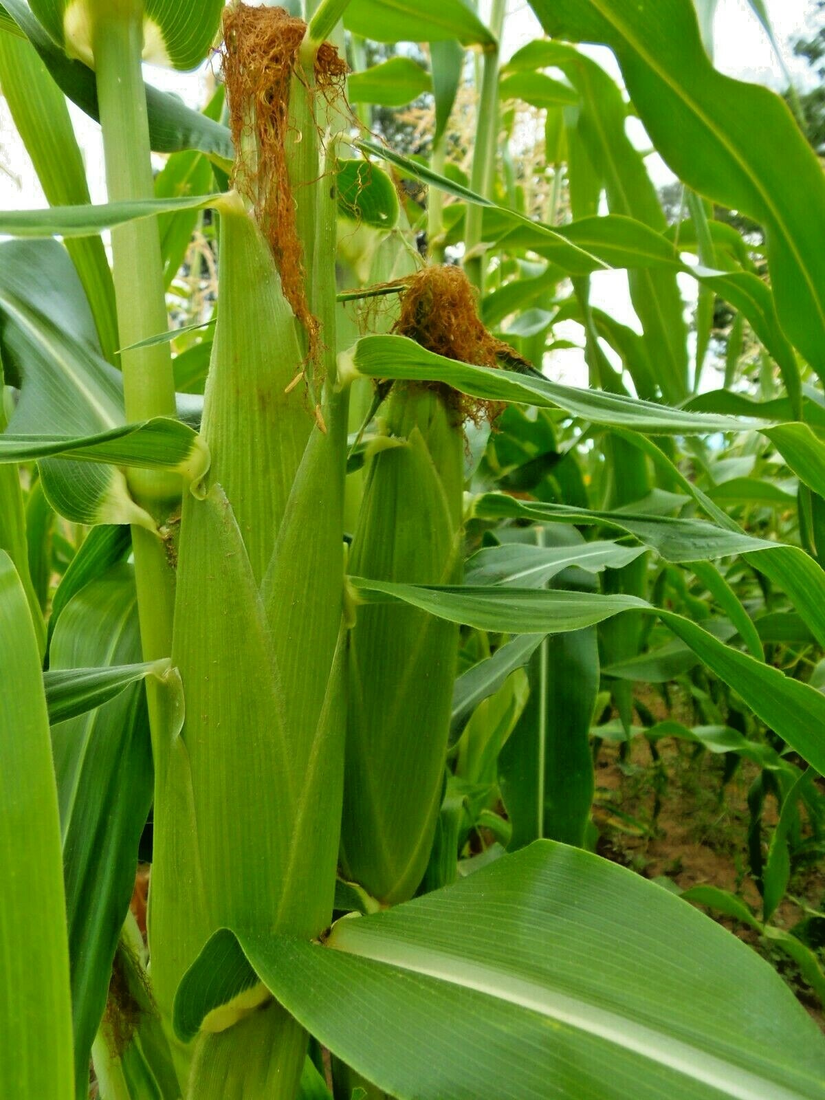 Buhl Sweet Corn fresh, oldfashioned flavor eBay
