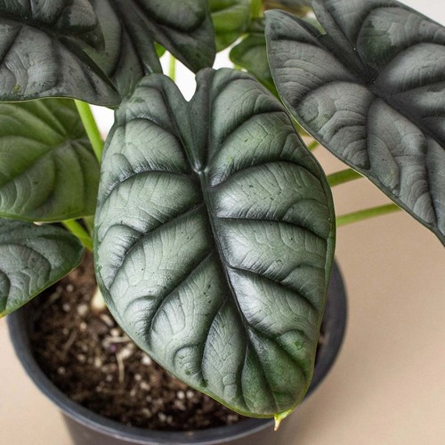 Alocasia Silver Dragon-Black Cylinder - 6" Pot - Picture 9 of 10