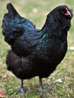 24 NPIP AI CLEAN BLACK AMERAUCANA CHICKEN HATCHING EGGS SHOW QUALITY GRADE A++ — photo 4