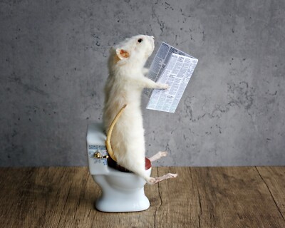 Taxidermy mouse reading on the toilet, unique, cute, novelty, oddities,  funny UK - Main Image
