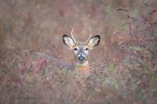 Deer in Berries by Matthew Huras Fine Art Print Wildlife Hunting Nature 16x23