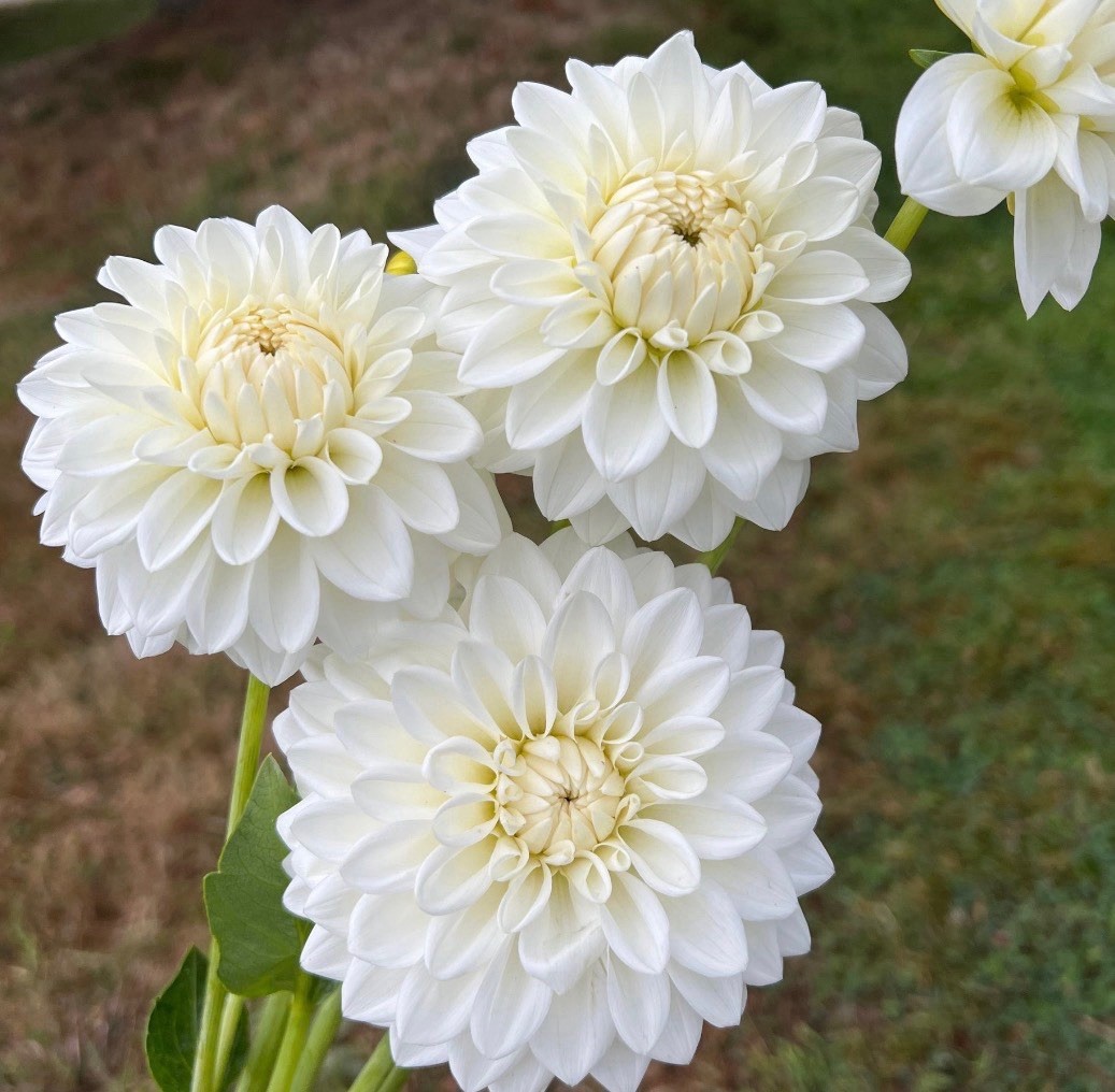Blizzard Dahlia Variety 5 Tuber Pack