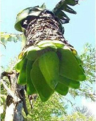 Schnellwuchsige Schneebanane Winterharter Bananen Baum Fur Den