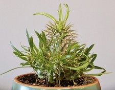 Pachypodium fiherense 5 Samen, Madagaskarpalme, Kakteen, Sukkulenten