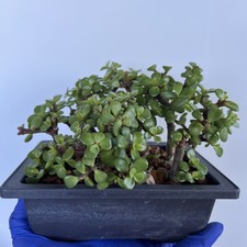 Jade Pre Bonsai Mini Forest Portulacaria Afra Cork Bark