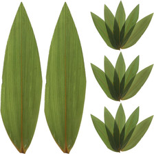100Pcs Sushi Decorative Leaves Bamboo Leaf Sashimi Decorative Grass Japanese Foo