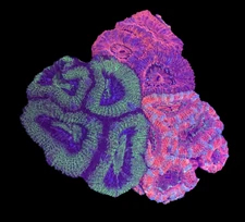WYSIWYG 3-Pack Acan Coral Live Coral for Reef Saltwater Aquarium