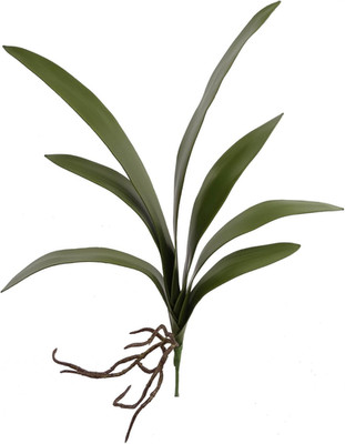 20'' Phalaenopsis Orchid Leaf Foliage Stem, Realistic Roots with Real Touch Feel,