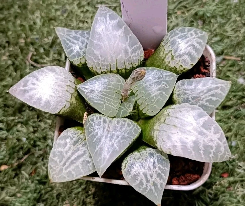 Haworthia plant #51，about 10cm mature plant,well Rooted Succulent
Opens in a new window or tab