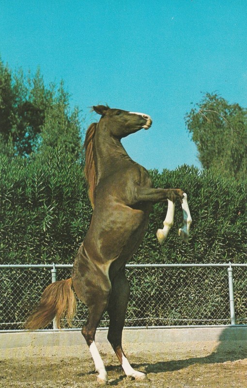 Arabian horse, Poly Royal 20849, Cal Poly postcard