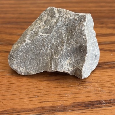 Almost 1 Inch Brachiopod Fossil Very Good Quality From Ohio 100% Natural