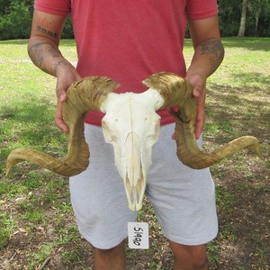 African Ram / Sheep Skull and Horns 28-29 inches taxidermy #51990