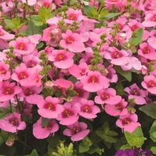 Diascia plug plants twinspur pink flowers garden pot patio basket bed, pack of 3