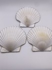 Set of 3 Shell Trinket Dish- Decoupaged Shell-Snarky Drink Quote-Sparkly-READ — photo 9
