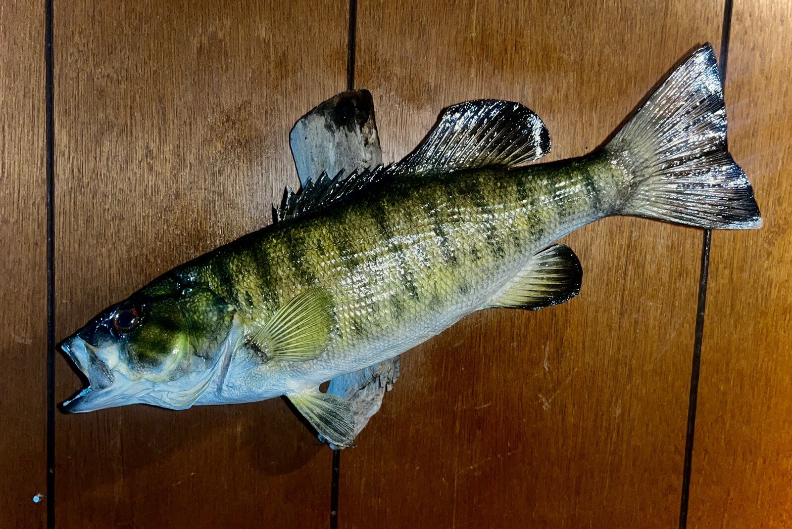 Smallmouth Bass Taxidermy Fish Mount! eBay