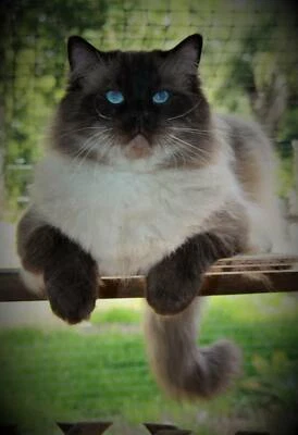 Ragdoll Kittens In Brisbane Region Qld Cats Kittens Gumtree Australia Free Local Classifieds
