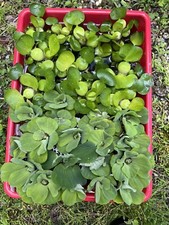 Father's Day Special 15 MIX Water Lettuce Hyacinth Koi Pond Floating Plants