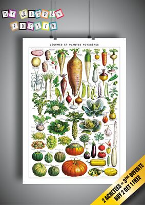 Plakat Gemüse Und Gartenpflanzen A3
