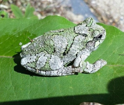 2 x Live Mystery Tadpoles Tree Frogs, Wood, Greens, Pickerel or