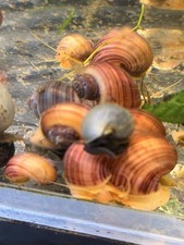 10  2 Magenta Mystery Snails   Magenta white foot.