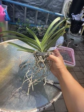 Vanda Kulwadee X Painter Dream #5, Flowering Size Orchid Plant, RARE