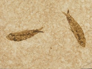 TWO! 50 Million Year Old Knightia FISH Fossils From Fossil LAKE Wyoming 324gr