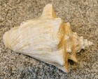 Sea Shell Conch Horn Real 7"x5" Home Decor — photo 1
