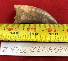 Rare Carcharodontosaurus Dinosaur Tooth T Rex Cousin 95 Mil Yrs Fossil 2 1/4”