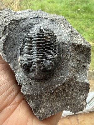 Hollardops Trilobit Fossil. Mitteldevon. Alnif, Marokko 