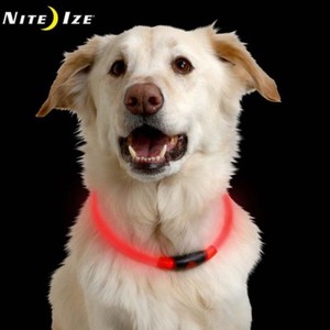 night ize dog light