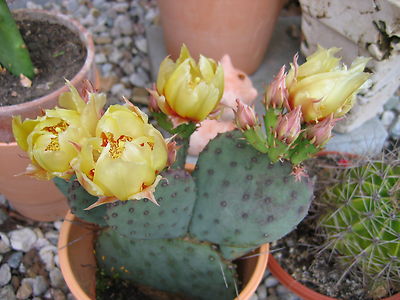 kaktus mit roten kopf Ferocactus gracilis | Kaktus mit roten Stacheln main image 1