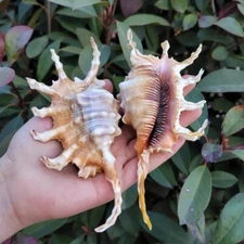 03 Large Scorpion Lambis Spider Conch Seashell Rare Real Beach Home Deco 4-5"