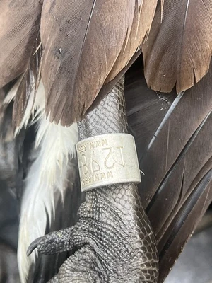 Unreported Federal Canada Goose Band 1298 Prefix - Bild 1 von 2