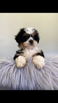 gumtree dogs north east