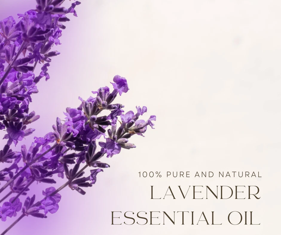 Aceite esencial de lavanda de GreenHealth tamaños 5 ml - 1 GAL Foto 3 de 4