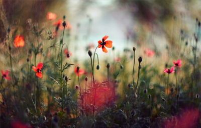 US Seller MC Helios 77m-4 50mm f1.8 CLA Portrait Bokeh Lens DSLR