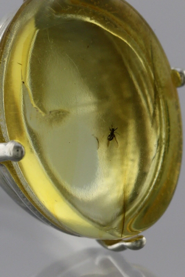 Anillo Ajustable Plata Ámbar Báltico Genuino Inclusión Insecto Fósil 191030-9 Foto 3 de 4