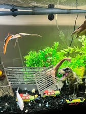 Jurassic World aquarium ornaments