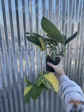 #86 Variegated Monstera Karstenianum Peru Plant Aroid 4” Pot Philodendron