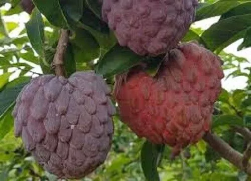 Red Sweet Apple Seeds Annona Squamosa Sweetsop Organic Red Custard Apple Seeds - Picture 1 of 1