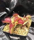 Carnivorous Plant, Venus Flytrap G16 (Slacks Giant)