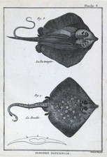 1789 Bonnaterre Fish Print La Pastenague & Bouclee - Common & Thornback Stingray
