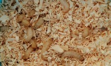50 Live Waxworms, Wax worms, Bee Moth Larvae. Free shipping 