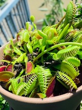 Venus Flytrap - Carnivorous Plant 25 Seeds