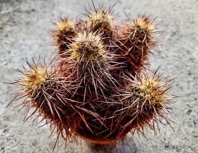 Echinocereus Engelmannii